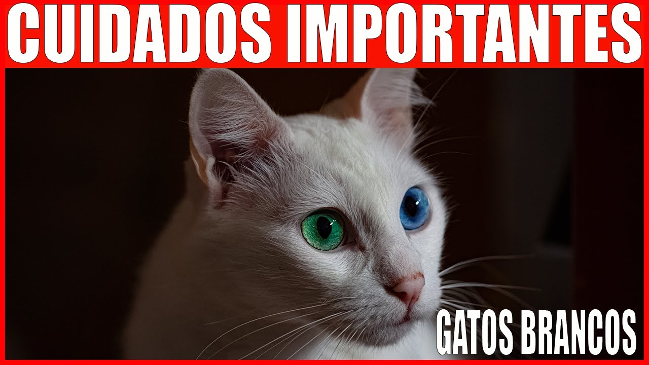 Conheça o MUNDO dos GATOS BRANCOS (Fatos Importantes) - YouTube