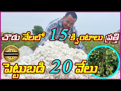 చౌడు నేలలో 15 క్వింటాలు ప్రత్తి, పెట్టుబడి 20వేలు, గుత్తులుగా కాయలు Platinum BG II Durgi Light Soils