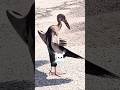 There are strange bird sounds #animals #naturesvoice #shorts