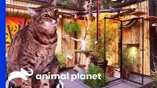 The Purrfect Kitty Paradise For An Adventurous Savannah Cat | Animal Cribs