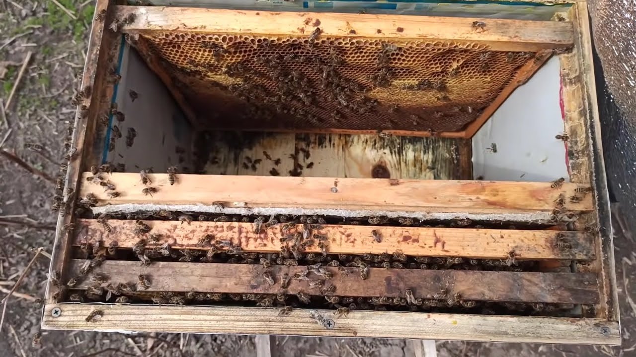 Пчелы весной после зимовки. Наращивание пчел. Семья пчел. Слабая пчелиная семья. Слабая пчелосемья в августе.
