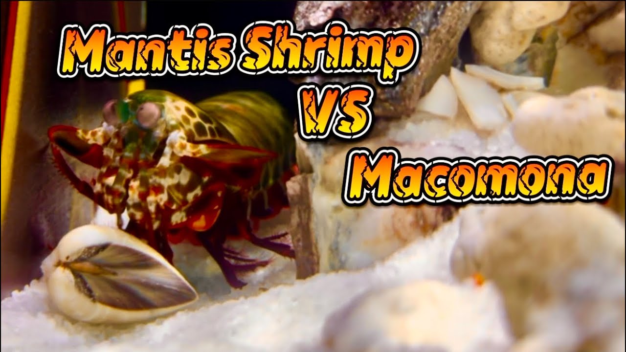 Mantis Shrimp Vs Macomona Liliana 🔥 Underwater fighter 