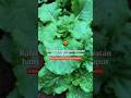 Rahasia Sayur Subur‼️Bebas Hama Pakai 1 Bahan Dapur! 🌿✨ #Shorts #berkebun