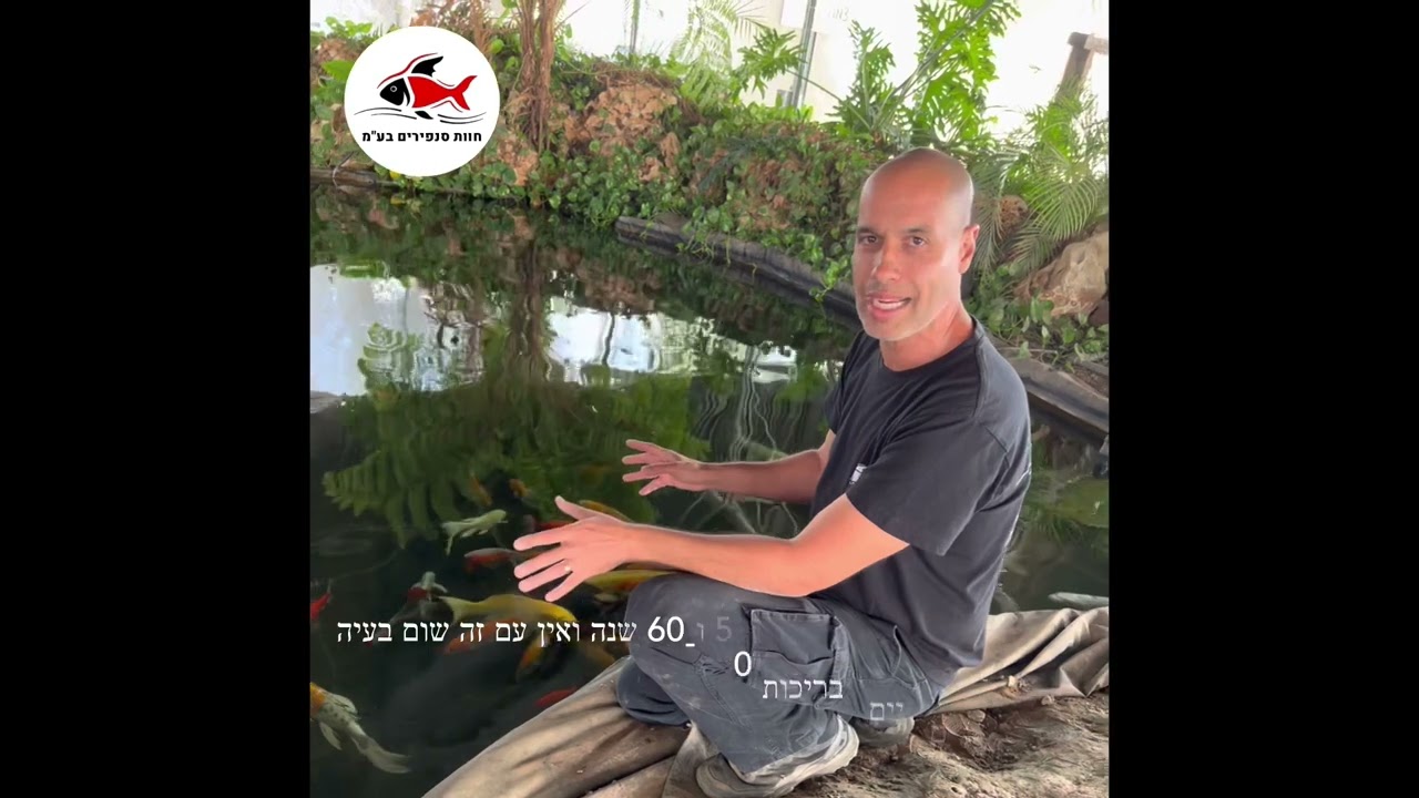 דגי קוי בבריכה, חגיגה אמיתית!