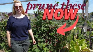 How To Prune Tayberry and Loganberry, Plus Step By Step Growing Advice
