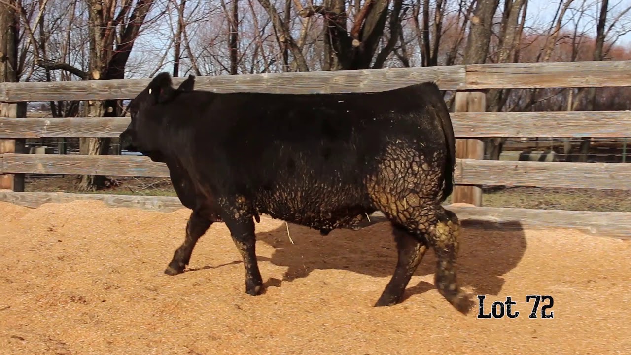 Lot 72 YouTube