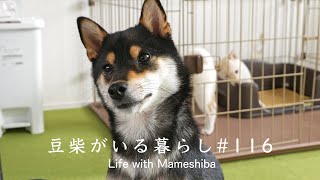 キレイになった部屋であの子を待ち焦がれる豆柴ママさん
