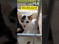 親子猫里親募集中♪2025/10/25
