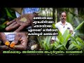 മഞ്ഞയെക്കാൾ ഔഷധഗുണങ്ങളേറെ| ഒറിജിനൽ കസ്തൂരി മഞ്ഞൾ| Kasthuri manjal| Wild turmeric uses| OruTechYathra