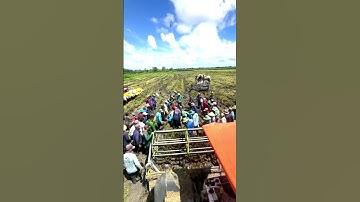 cắt lúa bắt chuột đồng