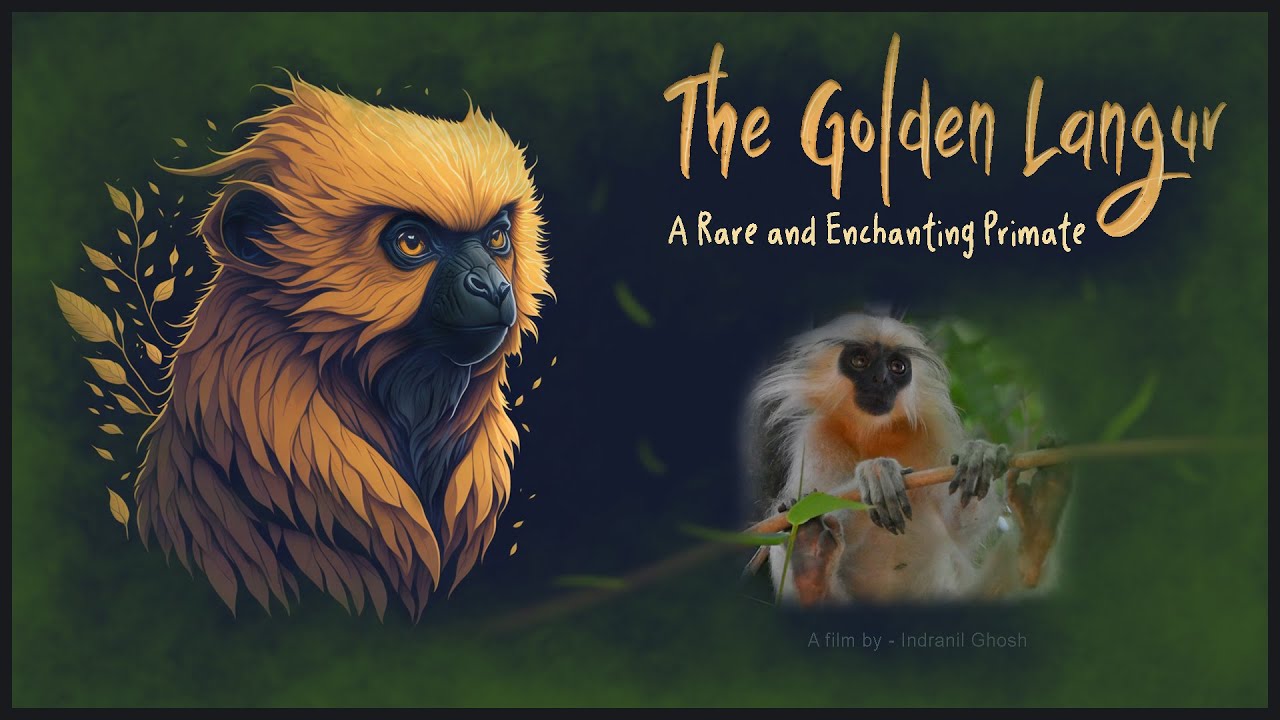 The Golden Langur : A Rare and Enchanting Primate - সোনালী বানর