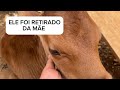 TIVEMOS QUE ADOTAR ELE PQ FOI SEPARADO DA MÃE 