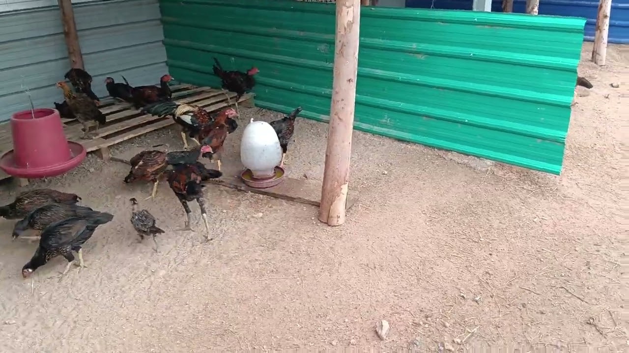 โปรโมชั่นพิเศษวันพิเศษพาราพิเศษ099-4449465