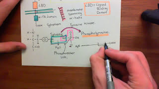 Receptor Tyrosine Kinases Part 1