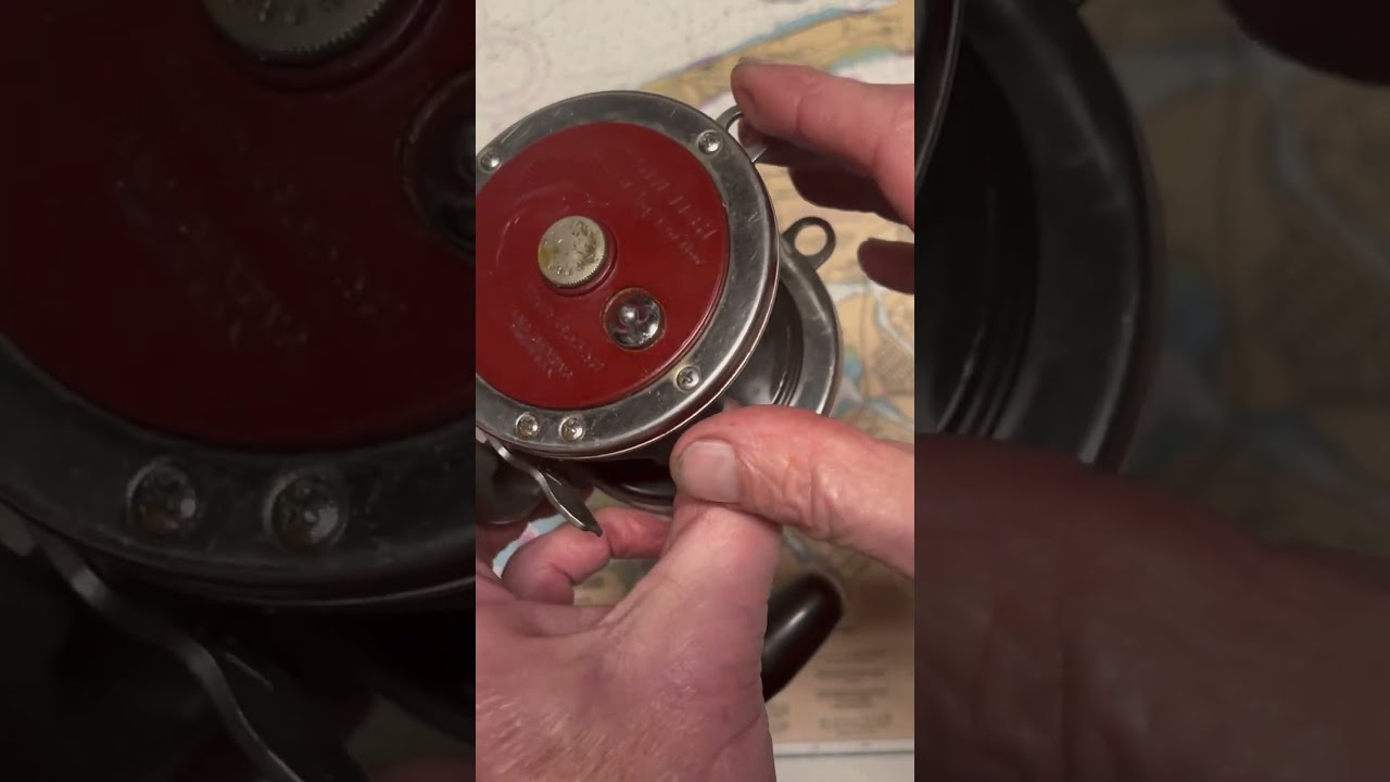 Penn Special Senator 113H Fishing Reel Of The Day Fish