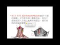 口腔解剖學8 2025 05 15 143751