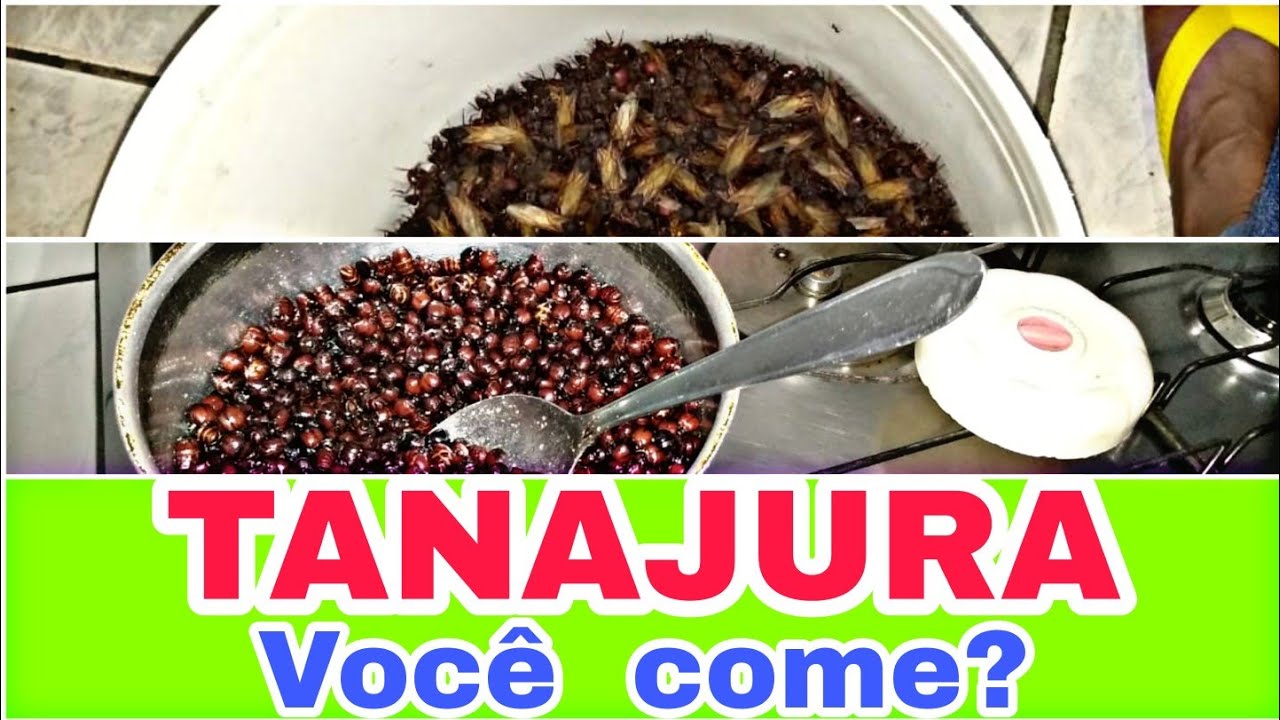 TANAJURA| BENEFÍCIOS E CURIOSIDADES - YouTube