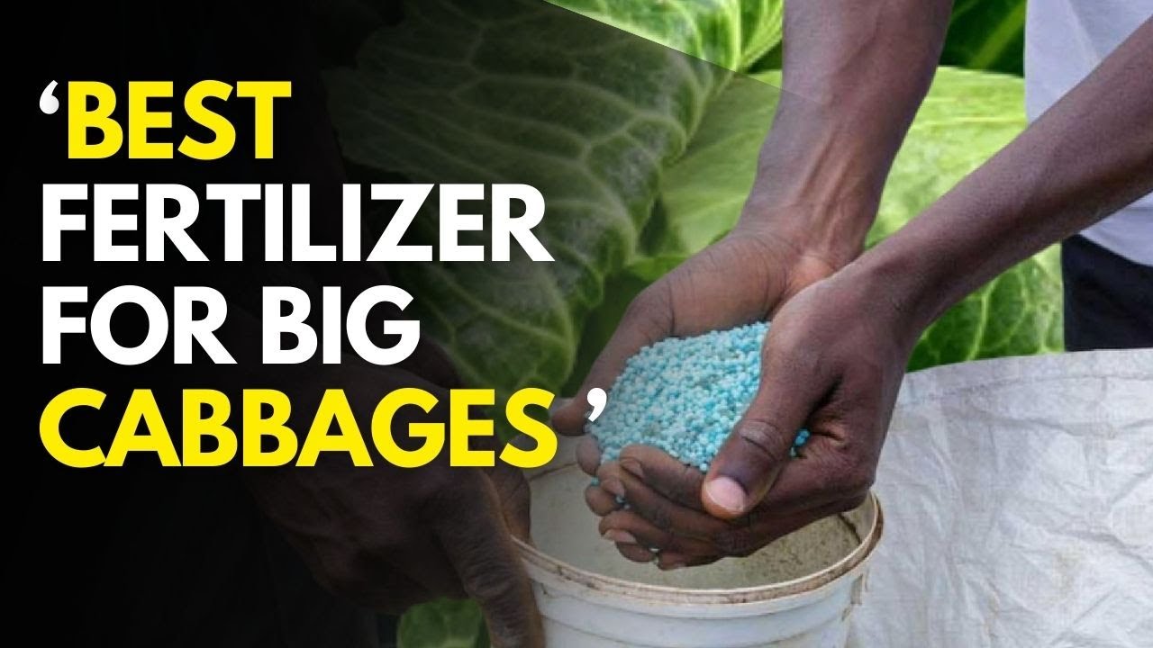 Лучшее удобрение для капусты и когда его применять | Руководство 2025