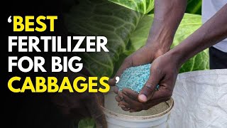The Best Fertilizer For Cabbages And When To Apply 2025 Guide