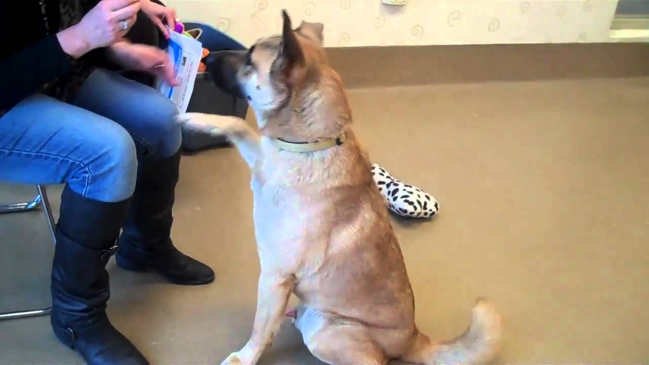 Adopt a pet Cleveland APL on Willey Ave. in Tremont YouTube