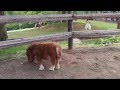 スエトシ牧場　そらまめ親分が子分を引き連れて