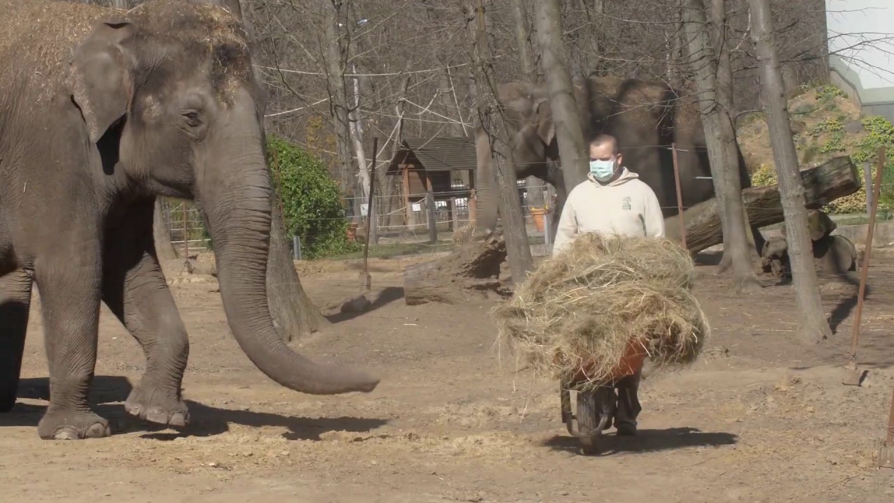 Nyíregyházi Állatpark Zoo TV - 3. rész