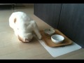 カリカリを1粒発見したポッケ