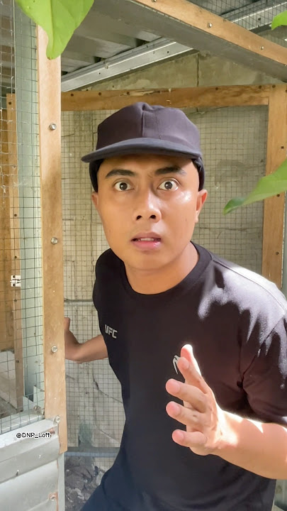 Ada bandangan masuk ke kandang merpatiku