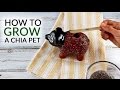 How to grow a chia pet