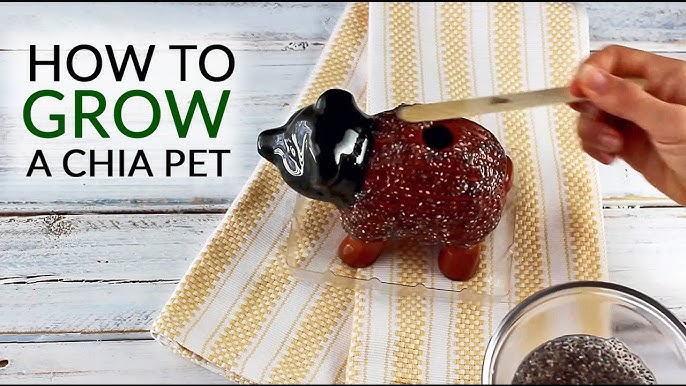 How To Grow A Bob Ross Chia Pet 🍃Channel GIVEWAY Winner!! ✨ 