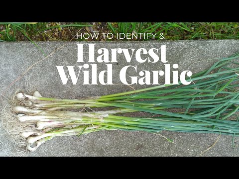 Video: Är Meadow Garlic Edible – Lär dig mer om att äta Wild Meadow Vitlöksväxter