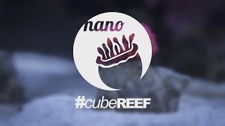 Nano Cube Reef Tank Saltwater Aquarium Dennerle 60l - Timelapse (Panasonic GH4)