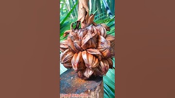 Buồng Dừa Nước.       #shorts