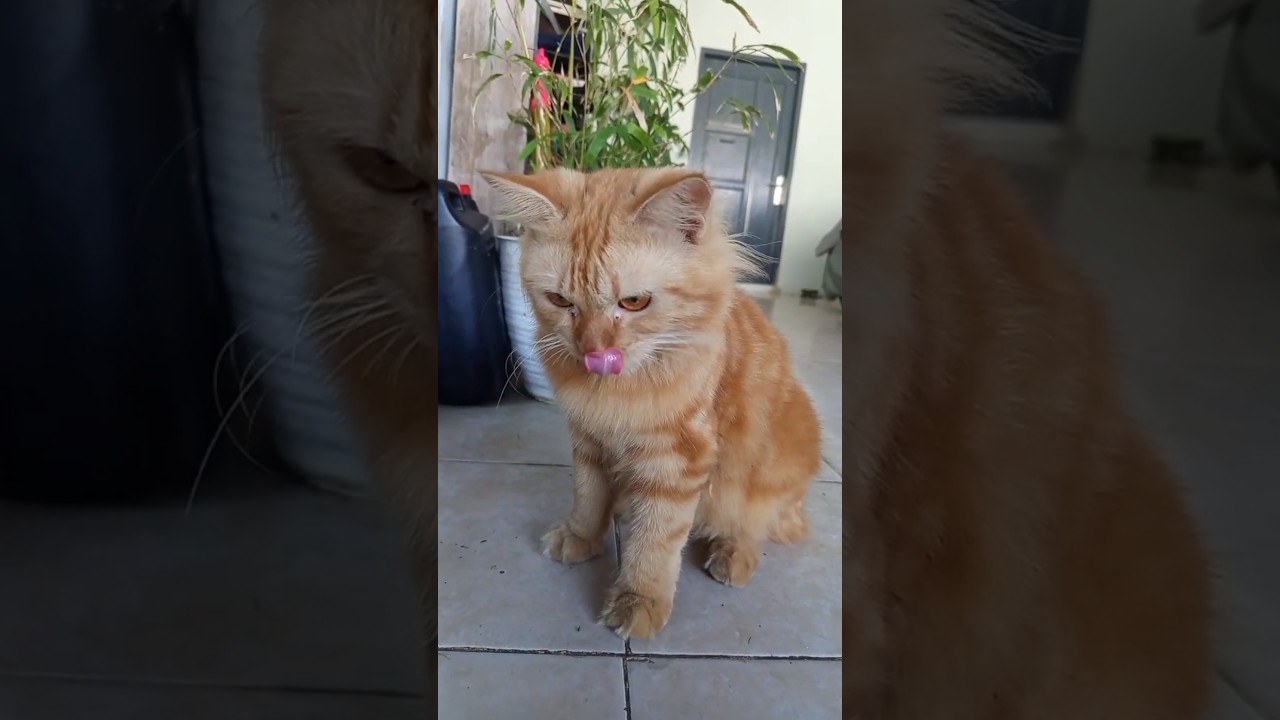 Oyen Rajin! Bersih-Bersih Dulu Setelah Makan 😽✨"  