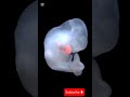 The Experiments they Don’t Want You To Know about#HumanAnimalHybrid #CreepyScience#RealLifeHorror