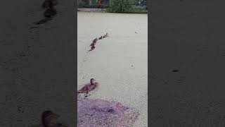 #nature #уточки