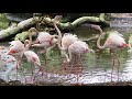 Розовые фламинго | Flamingos