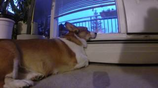 Broading Corgi at the window 5