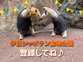 ミナミコアリクイ”なかよしきょうだい”「コン」「トト」伊豆シャボテン動物公園