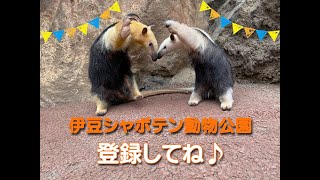 ミナミコアリクイ”なかよしきょうだい”「コン」「トト」伊豆シャボテン動物公園