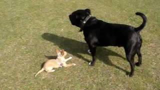 Chihuahua Vs Staffordshire Bull Terrier