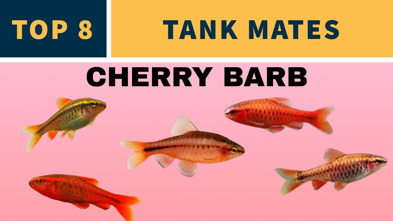 CHERRY BARB TANK MATES YouTube