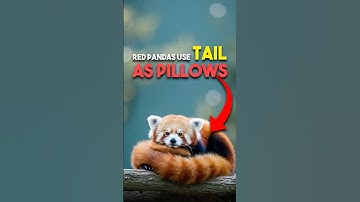 They Use Their Tail As Pillows.