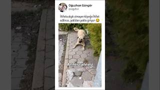 Okadar Güzel Yaklaşmış Ki Ablamız, Köpeğin Şımarması Çok Normal