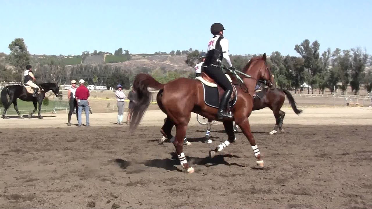 when my horse gets excited he squeals YouTube