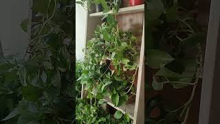 Green Corner || সবুজ এর সমারোহ  shorts indoorplants