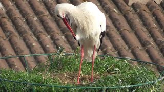 Stork waiting for the eggs. Vila Real, Portugal 2024-03-23