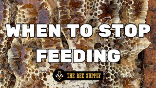 BEEKEEPING: When to STOP Feeding in the Summer
