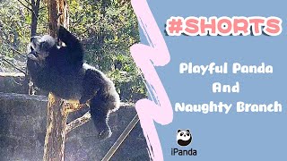 Playful Panda And Naughty Branch Ipanda 