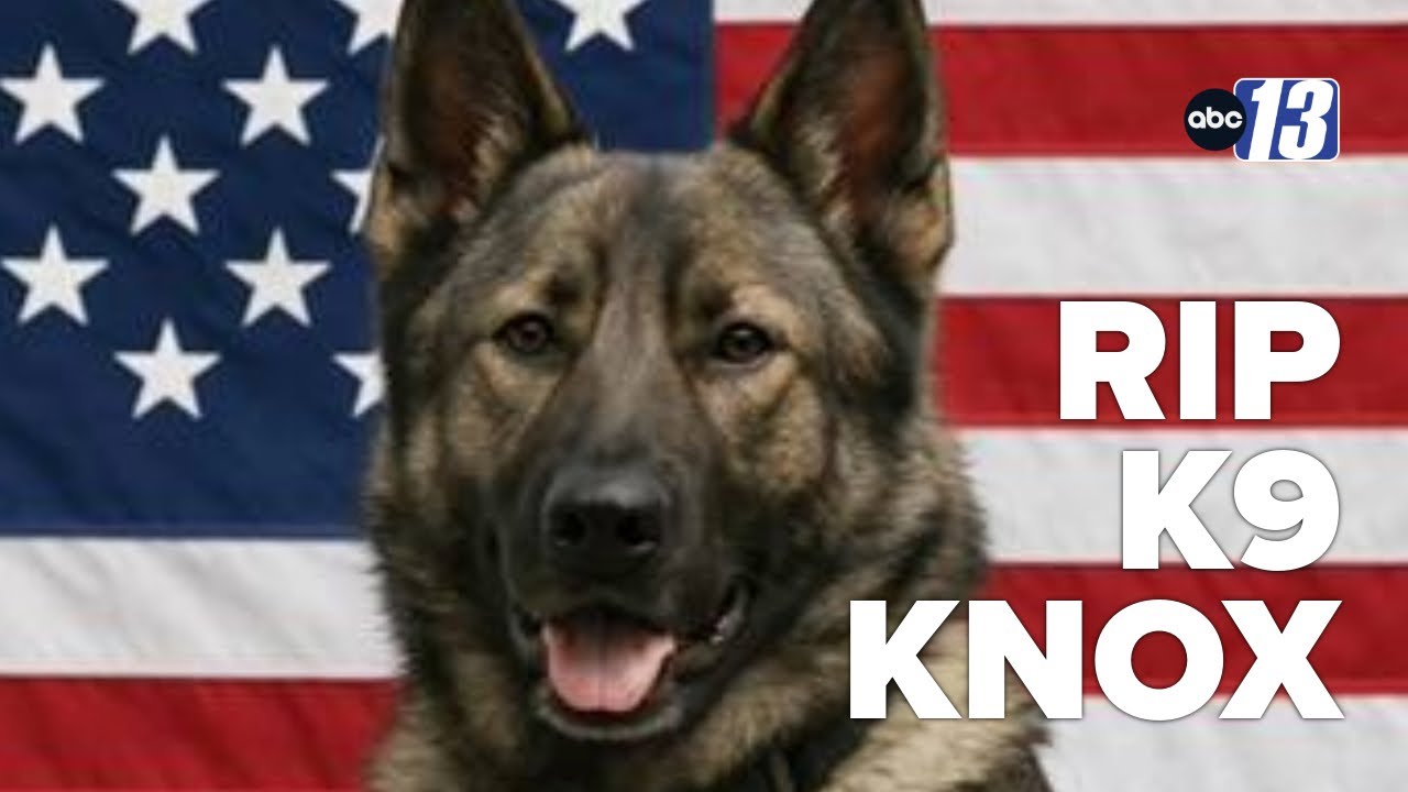 K9 killed in the line of duty mourned at funeral service - YouTube